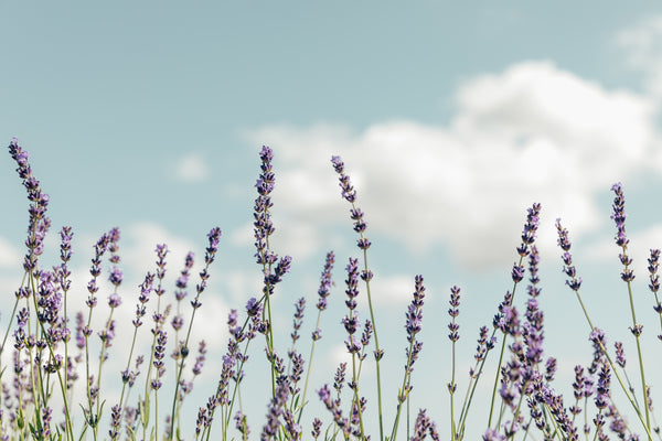 Thistle & Twig